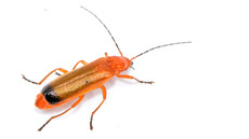 Roter Weichkäfer_1.jpg